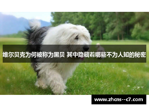 维尔贝克为何被称为黑贝 其中隐藏着哪些不为人知的秘密